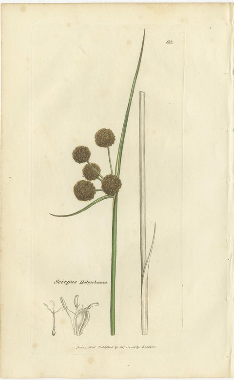 Set of 8 Antique Botanical Engravings of Spike-Rush and Bulrush Species, c.1830, view 8