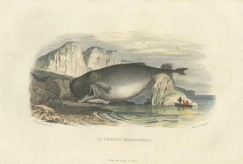Le Cachalot Macrocéphale (Sperm Whale), Hand-Colored Engraving, 1840