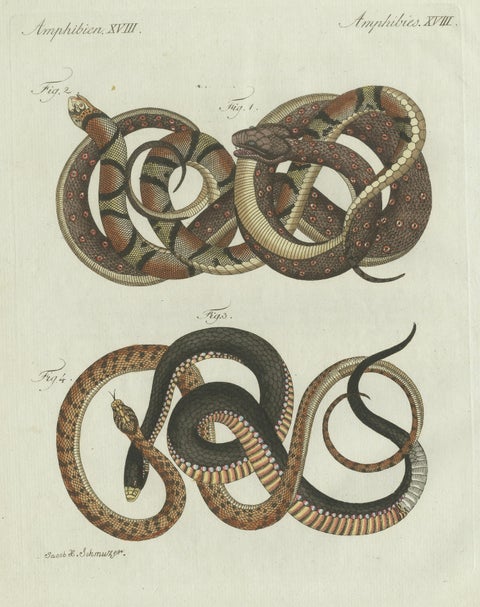 Original Antique Print of Four Exotic Snakes by Bertuch, 1802, close-up 1