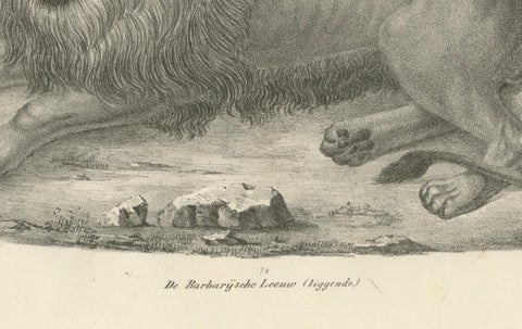 19th-Century Lithograph of the Barbary Lion in a Majestic Reclining Pose, close-up 1