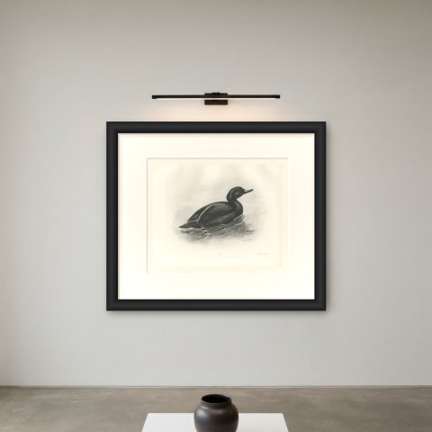 Common Scoter Drake on Open Water, Plate CLXXXIX after Lilian Medland, c. 1909, shown framed on a wall