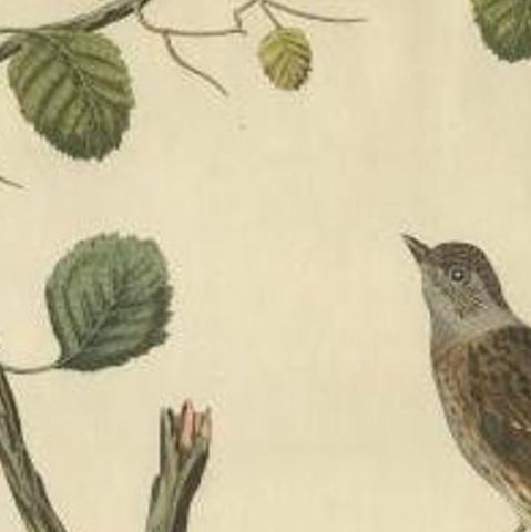 Antique Bird Print of the Dunnock by Sepp & Nozeman, 1829, close-up 2