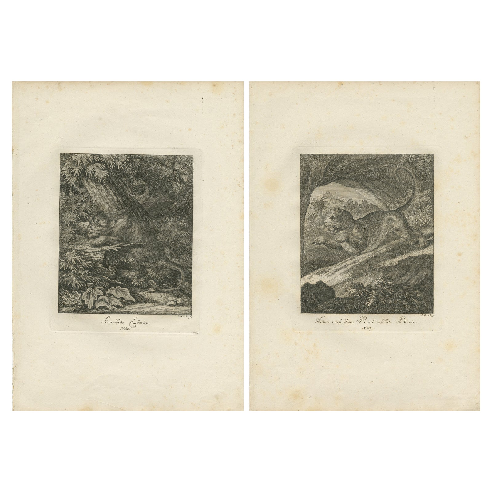 Set of 2 Antique Prints of a Lioness Hunting and Resting