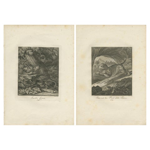 Set of 2 Antique Prints of a Lioness Hunting and Resting