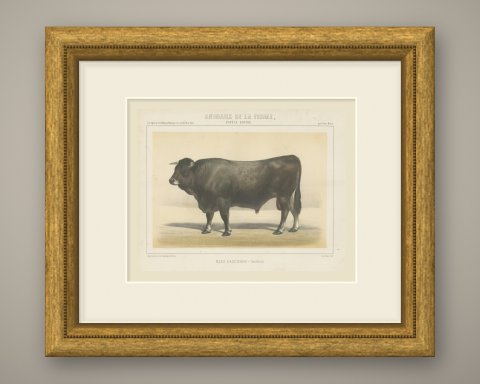 Gascon Bull, French Cattle Chromolithograph from Animaux de la Ferme, 1863, shown framed