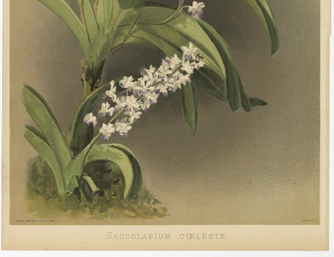 Antique Botanical Print, Lavender-White Orchid Saccolabium coeleste, ca.1888, close-up 1