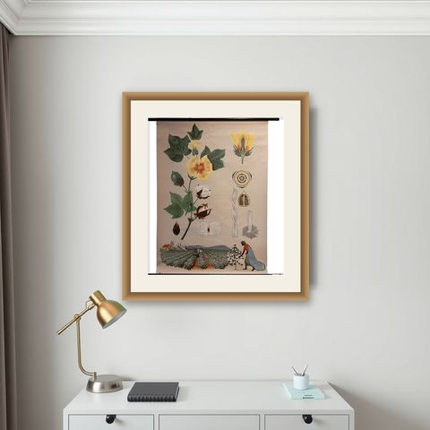 Vintage Botany Wall Chart of a Cotton Plant and Cotton Cultivation, circa 1960, shown framed on a wall