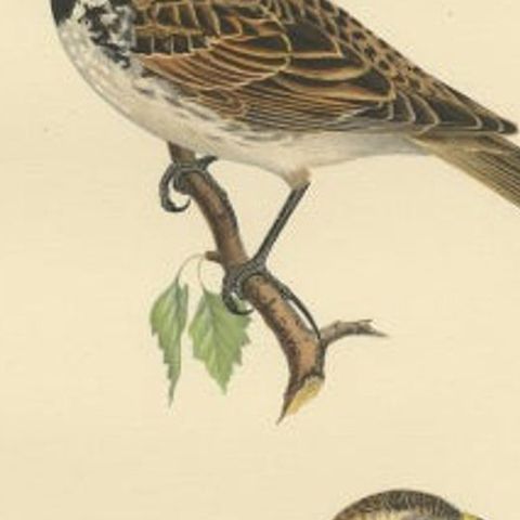 Antique Bird Print of the Lapland Longspur by Von Wright, 1927, close-up 2