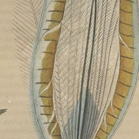 Original Hand-Colored Bird Print of the Superb Lyrebird of Australia (male), close-up 2
