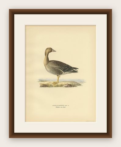 Antique Bird Print of the Female White-Fronted Goose by Von Wright '1929', shown framed