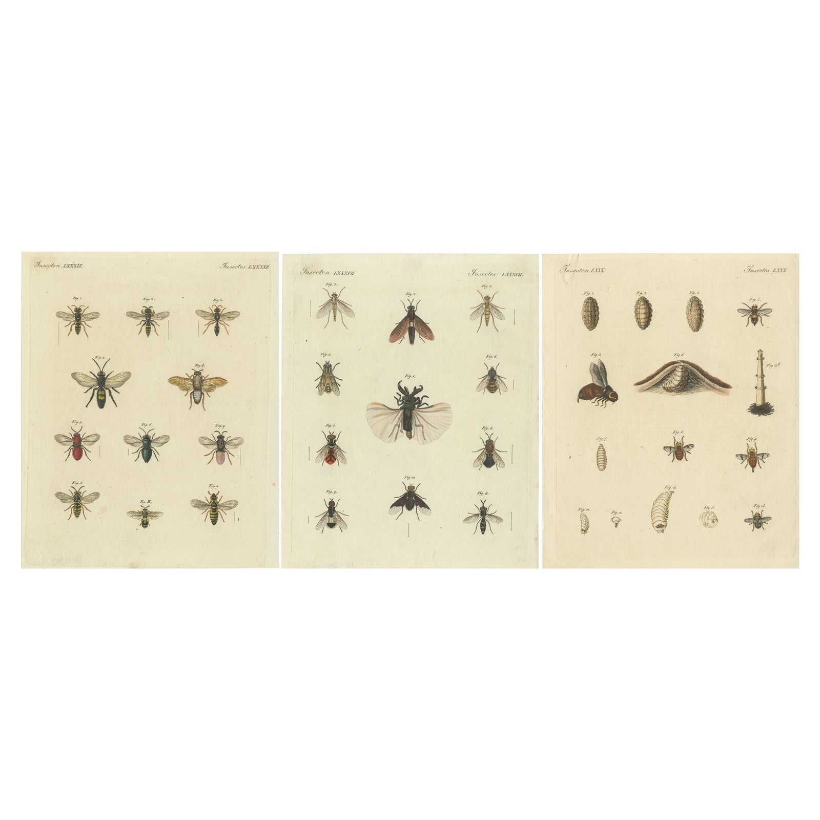 Set of 3 Antique Prints of various Insects including Wasps and Flies