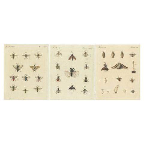 Set of 3 Antique Prints of various Insects including Wasps and Flies