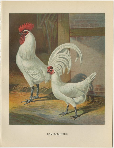 The Distinguished Ramelsloher Chicken - A Rare 19th Century Poultry Lithograph, view 2