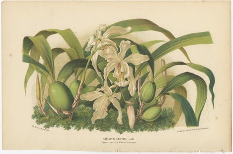 Set of 3 Antique Botany Prints, Orchid, Persian Violet, by Oudemans, circa 1865, view 4