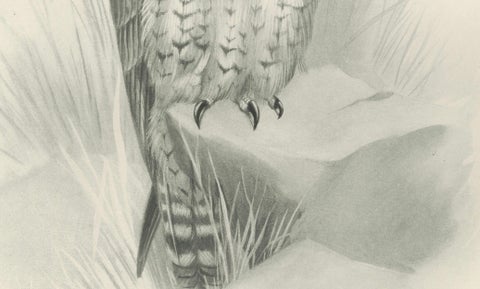 Antique Peregrine Falcon Bird Print by Lilian M. Medland, circa 1908, close-up 3