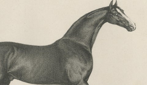 Antique Thoroughbred Stallion Selim, Arabian Bloodlines, Hullmandel c.1840, close-up 4