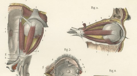 The Muscles of the Eyeball, Antique Hirschfeld Anatomy Print, 1866, view 3