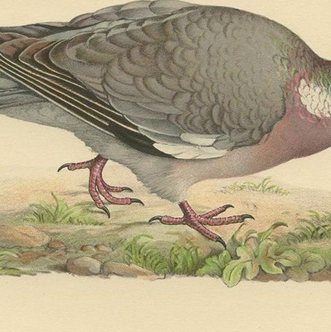 Antique Bird Print of the Common Wood Pigeon by Von Wright, 1929, close-up 2