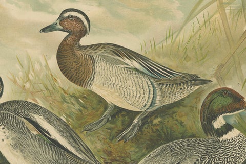Ducks in Breeding Plumage, Antique 19th Century Chromolithograph Print, close-up 2