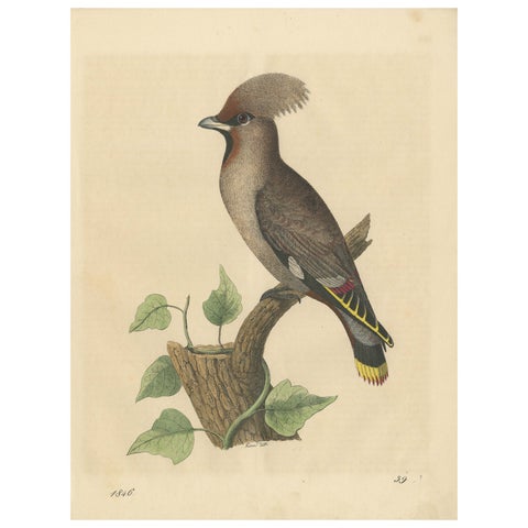 1846 Waxwing - Rare Hand-Colored Lithograph from Hoffmann's Book of the World