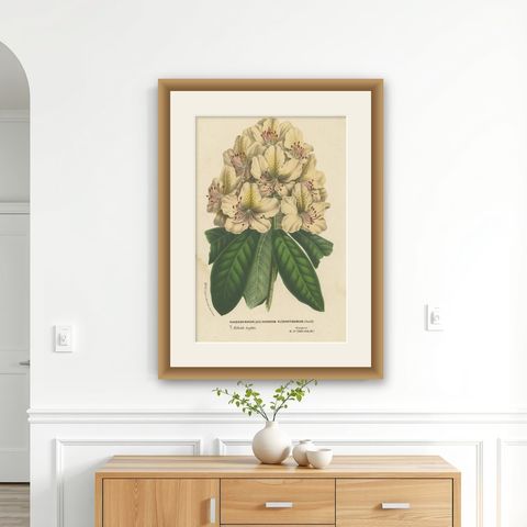 Decorative Original Antique Flower Print of the Rhododendron Carneum, c.1880, shown framed on a wall