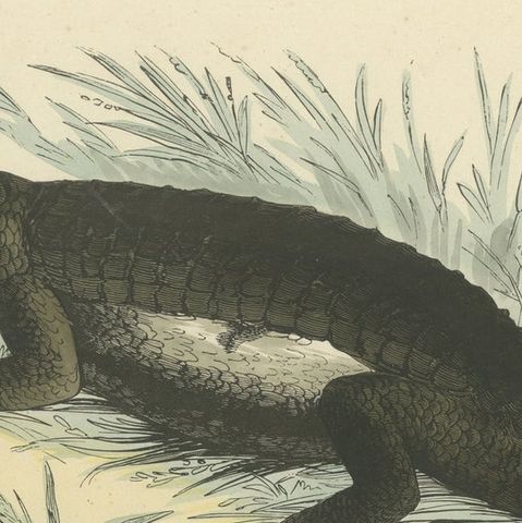 Der gemeine Kaiman (Common Caiman) - Hand-Colored Zoological Print, Circa 1840, close-up 5