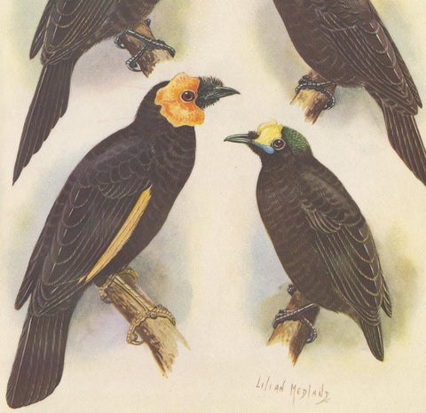 Antique Print of the Wattled Bird of Paradise and Others, 1950, view 3