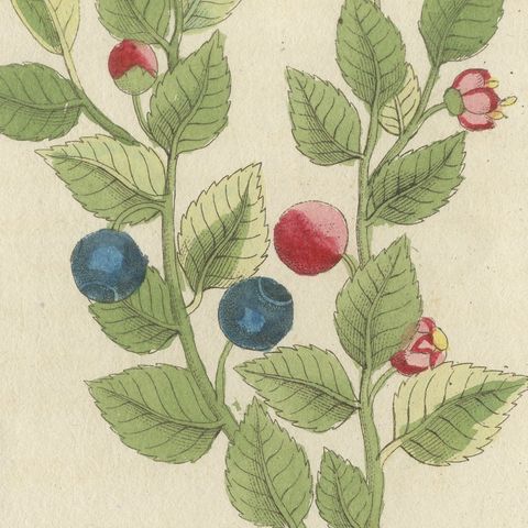 Bilberry, Lingonberry and Cranberry, Antique Bertuch Print, circa 1805, close-up 1