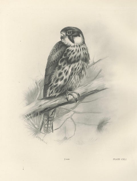 Antique Eurasian Hobby Falcon Print by Lilian M. Medland, circa 1908, close-up 5