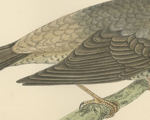 Missel Thrush or Mistle Thrush with a Berry, Morris Bird Print, 1896, close-up 2