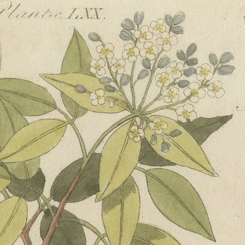 Two Flowering Tree Branches, Antique Bertuch Print, circa 1805, close-up 4