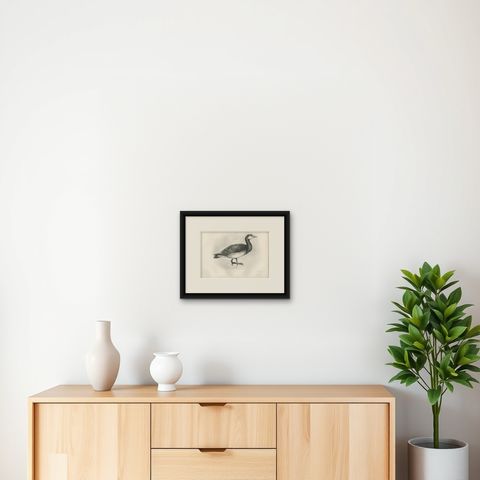 Barnacle Goose, Antique Bird Print after Lilian Medland, circa 1909, shown framed on a wall