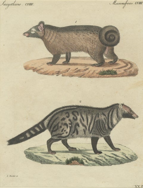Antique Asian Civets & Kopi Luwak Natural History Engraving, Bertuch, 1820, close-up 1