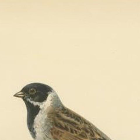 Antique Bird Print of the Common Reed Bunting by Von Wright, 1927, close-up 1