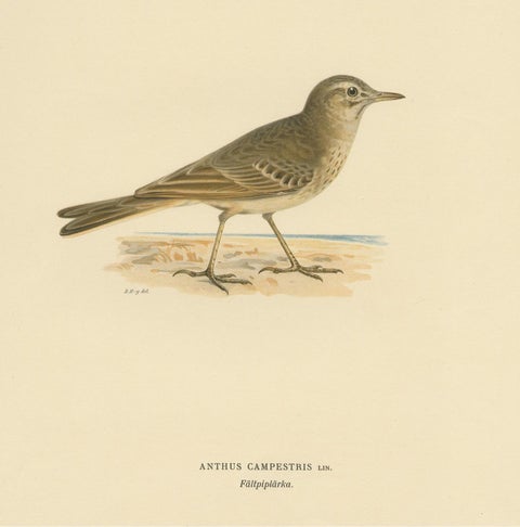 Antique Bird Print of the Tawny Pipit by Von Wright '1927', view 4