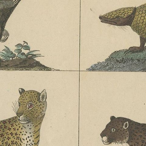 Antique Mammal Print of a Sloth, Armadillo and Leopard, 1831, close-up 2