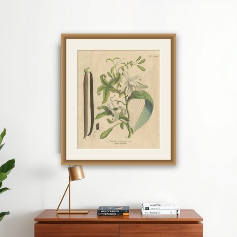 Antique Vanilla Botanical Print, Vanilla Aromatica, Hand Colored, c.1831, shown framed on a wall