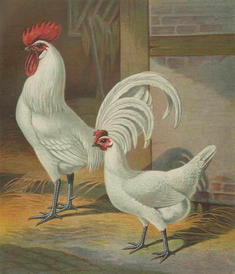 The Distinguished Ramelsloher Chicken - A Rare 19th Century Poultry Lithograph, close-up 3