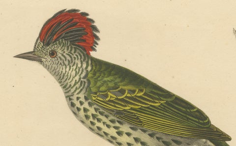 Engraving of a Crested Woodpecker, Exotic Ornithological Print, circa 1808, close-up 4