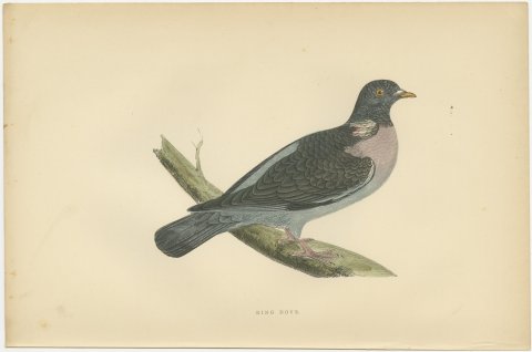 Ring Dove or Wood Pigeon on a Mossy Bough, Hand Colored Print, Morris, 1896, view 2