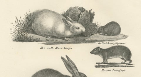 Antique Rodents & Hares Lithographs, Rabbits, Guinea Pig & Jerboa c.1830, close-up 3
