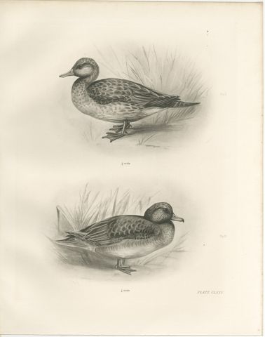 Teal, Two Figures, Antique Bird Print after Lilian Medland, circa 1909, view 2