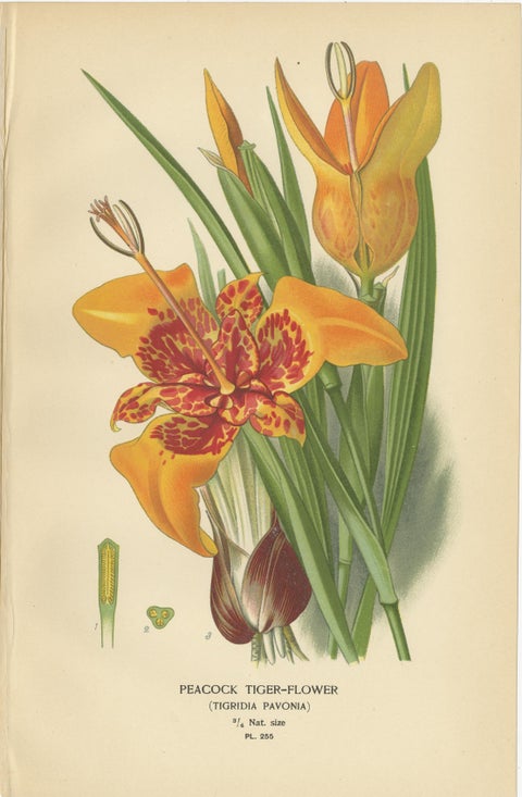 Antique Chromolithographs of Peacock Tiger-Flower, Crocus & Ixia, 1897, view 2