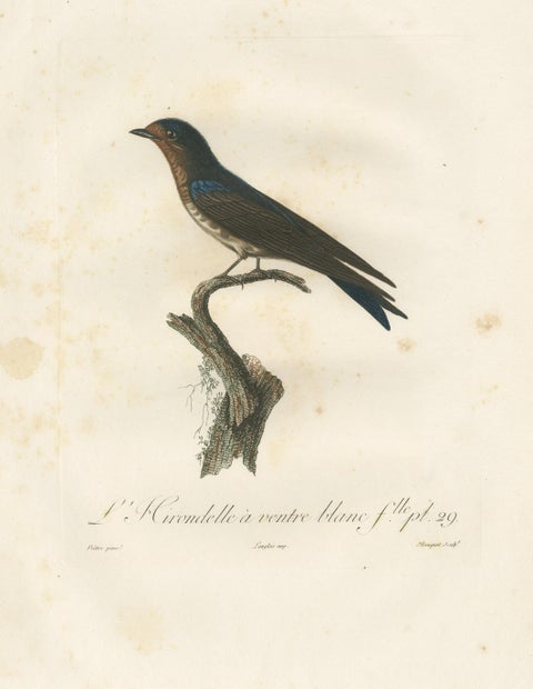 The White-Bellied Caribbean Martin, An 1807 Ornithological Illustration, view 4