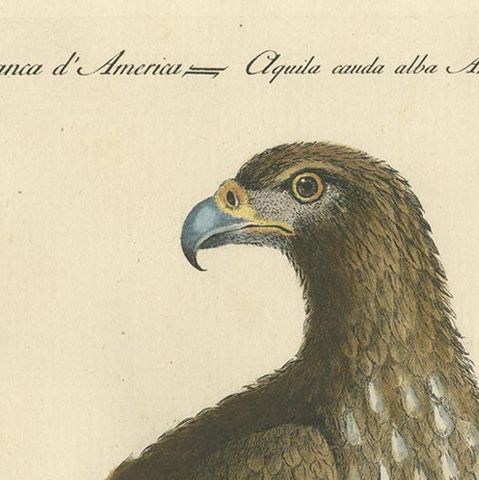 Antique Bird Print of a White-Tailed Eagle by Manetti, circa 1770, close-up 1