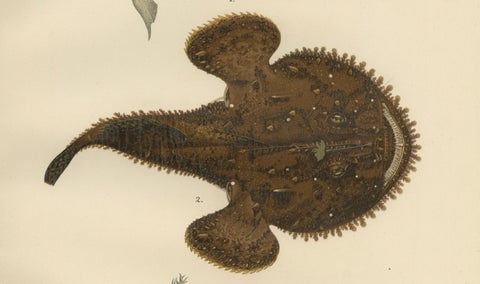 Spotted Toadfish, Anglerfish, and Frogfish - Unique Scandinavian Fish Lithograph, close-up 4