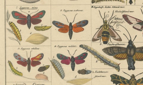 Wondrous Moths and Hawkmoths, Hand-Colored 19th-Century Natural History Print, close-up 2