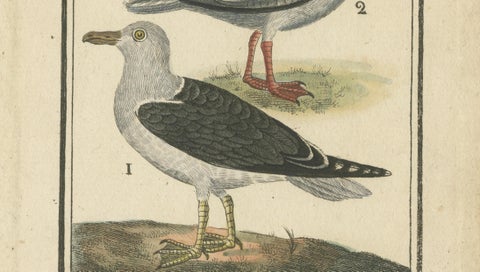 Three Gull Species, Hand-Colored Buffon Bird Engraving, Original 18th Century, close-up 3