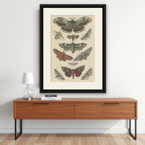 A Study in Wings: Hand-Colored Lepidoptera of the 19th Century, c.1895, shown framed on a wall