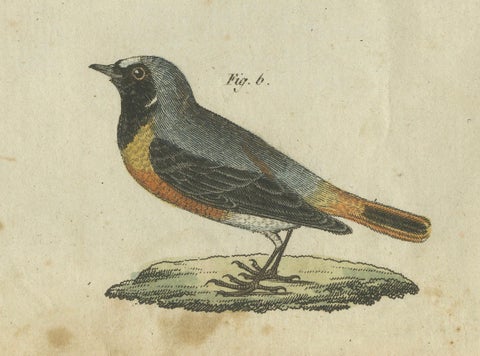 Elegant European Birds: 1805 Handcolored Engraving from Bertuch's Masterpiece, close-up 2